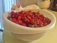 Julie's strawberries