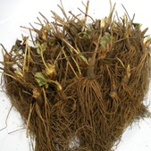 Bareroot strawberries