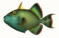 scribbles writing, julie lary, small green fish