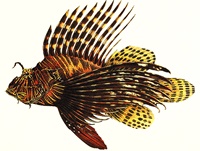 scribbles writing, julie lary, lionfish