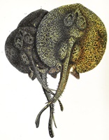 scribbles writing, julie lary, skate